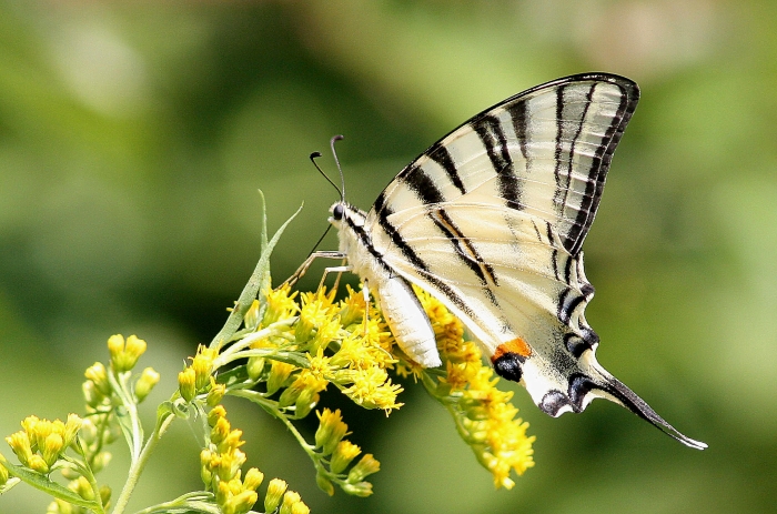 Il profilo dei papilionidae